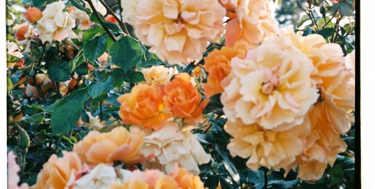 Postcards flowers